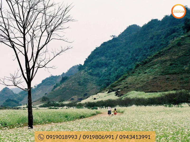 Ngắm toạ độ vàng hoa cải trắng - Du lịch 360Go